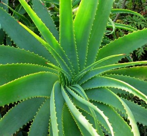 Amazing Aloe Vera